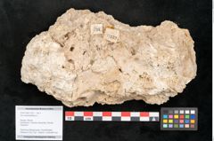 Foto (Objekt + Etikett) von Acer pseudoplatanus L. (NHMW-GEO-2024-0188-11332)